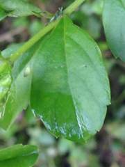 Luma