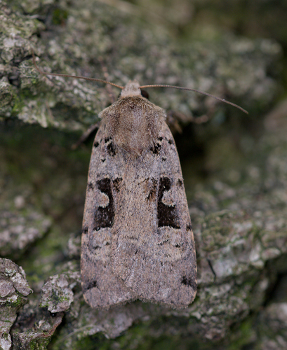 Double Square-spot photo 4