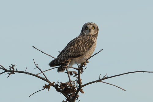 Short-eared Owl photographed in Indiana