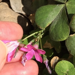 Oxalis