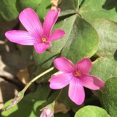 Oxalis