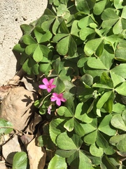 Oxalis