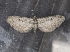 Eupithecia behrensata