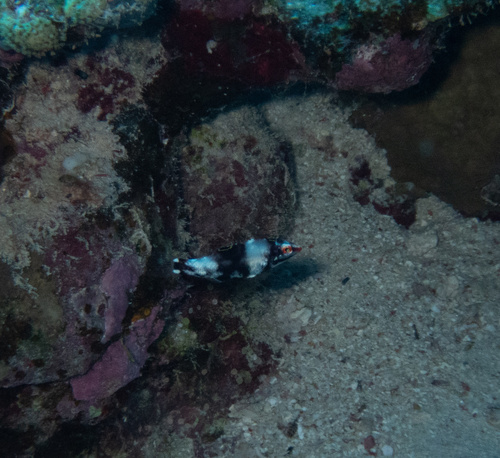 Checkerboard Wrasse — seen at this dive site