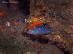 Dusky Damselfish photo 2