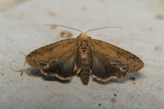 Stictopterinae