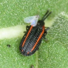 Microrhopala rubrolineata