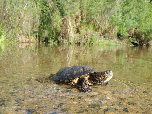 Southwestern Pond Turtle