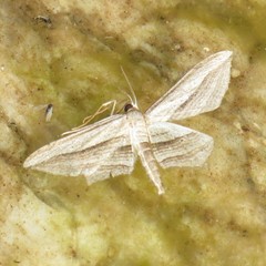 Arcobara multilineata