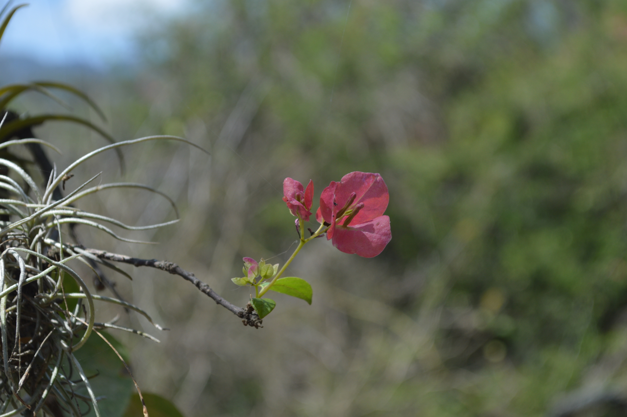 Bougainvillea peruviana image