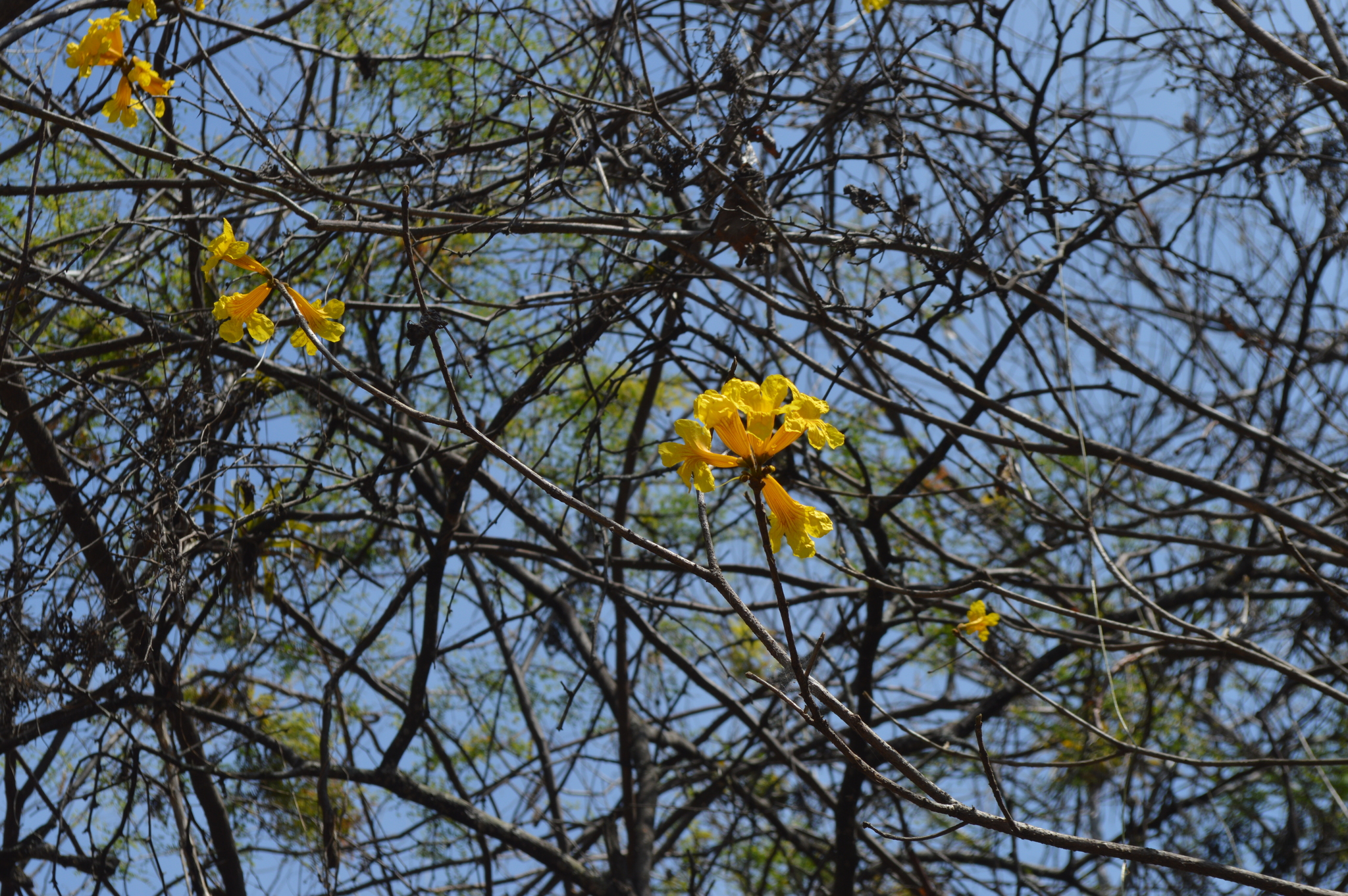 Handroanthus chrysanthus image