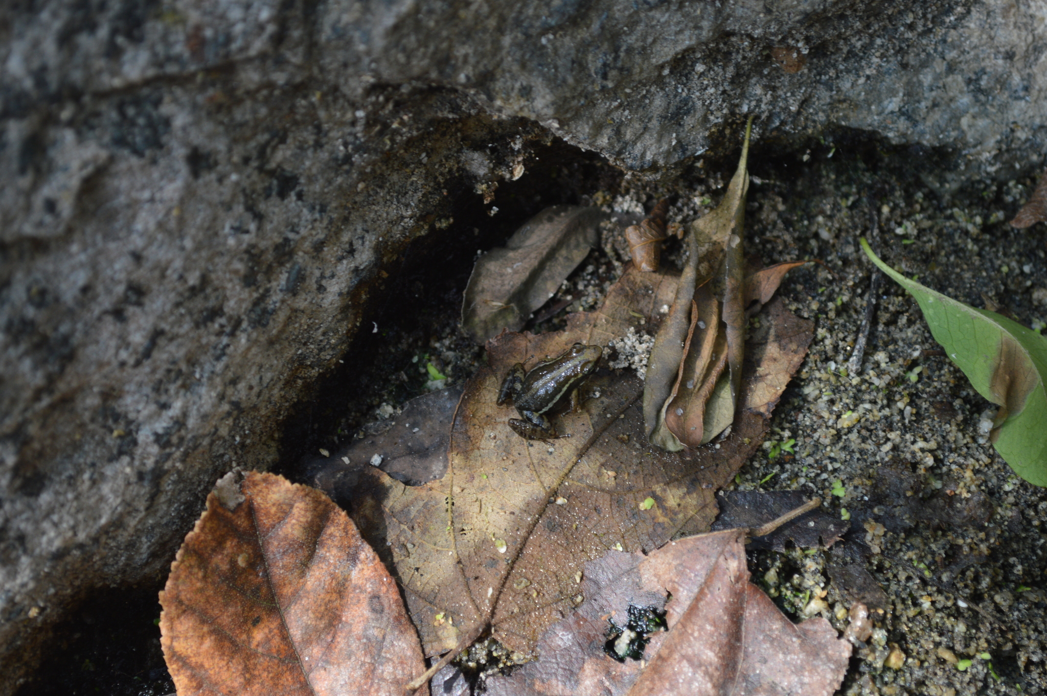 Epipedobates anthonyi image