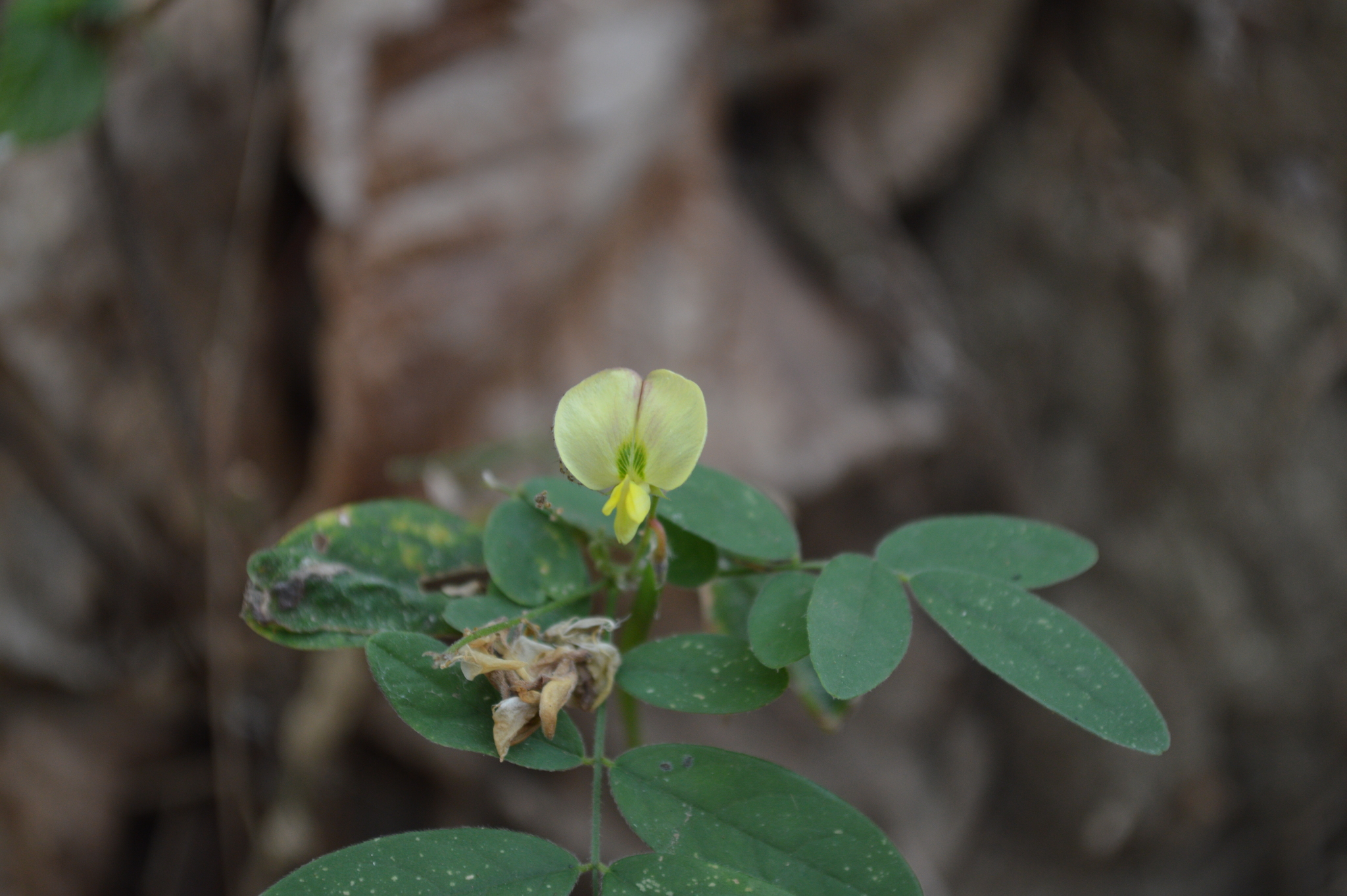 Coursetia caribaea image