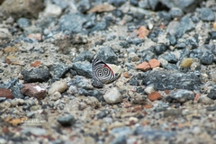 Diaethria clymena