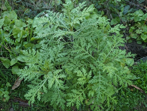 Argyranthemum dissectum (Argyranthemum dissectum)