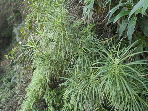 Erysimum bicolor