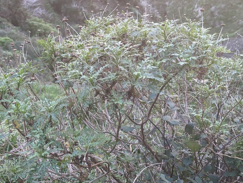 Argyranthemum dissectum (Argyranthemum dissectum)