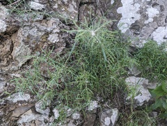 Tolpis succulenta, photograph Viktor, CC BY, iNaturalist via GBIF