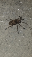 Lagocheirus araneiformis stroheckeri