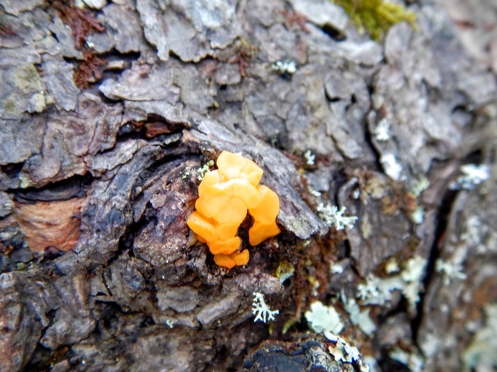Dacrymyces image