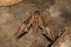 Psilogramma discistriga