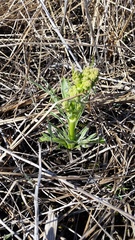 Valeriana edulis ciliata