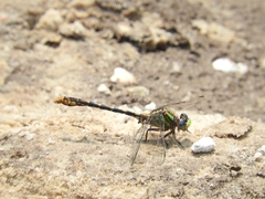 Ophiogomphus australis