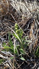 Valeriana edulis ciliata