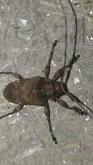 Lagocheirus araneiformis stroheckeri