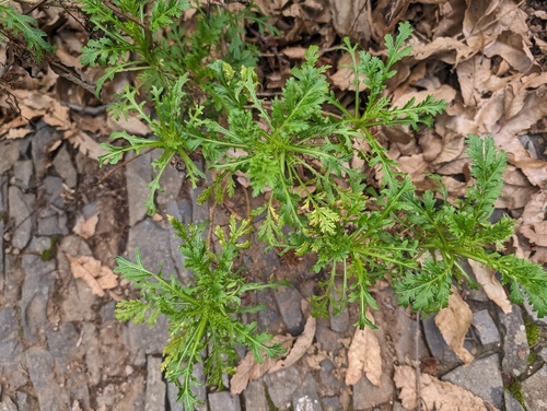 Argyranthemum dissectum (Argyranthemum dissectum)