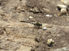 Ophiogomphus australis