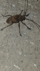 Lagocheirus araneiformis stroheckeri