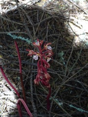Corallorhiza maculata occidentalis