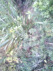 Brachyglottis monroi