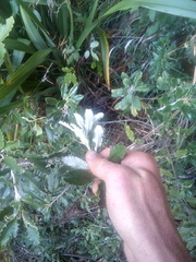 Brachyglottis monroi