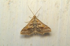 Diasemia accalis