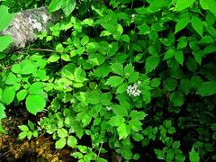 Cardamine macrophylla