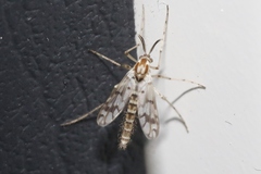 Tanypodinae