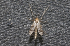Tanypodinae