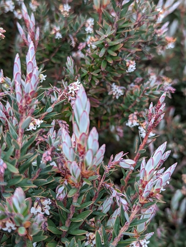 Acrothamnus suaveolens (Acrothamnus suaveolens)
