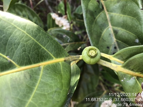 Cordiera coriacea