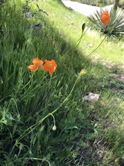 Papaver californicum