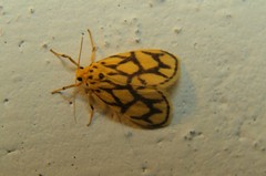 Miltochrista conjunctana