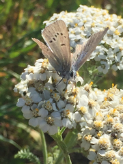 Icaricia icarioides missionensis