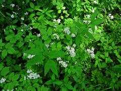 Cardamine macrophylla