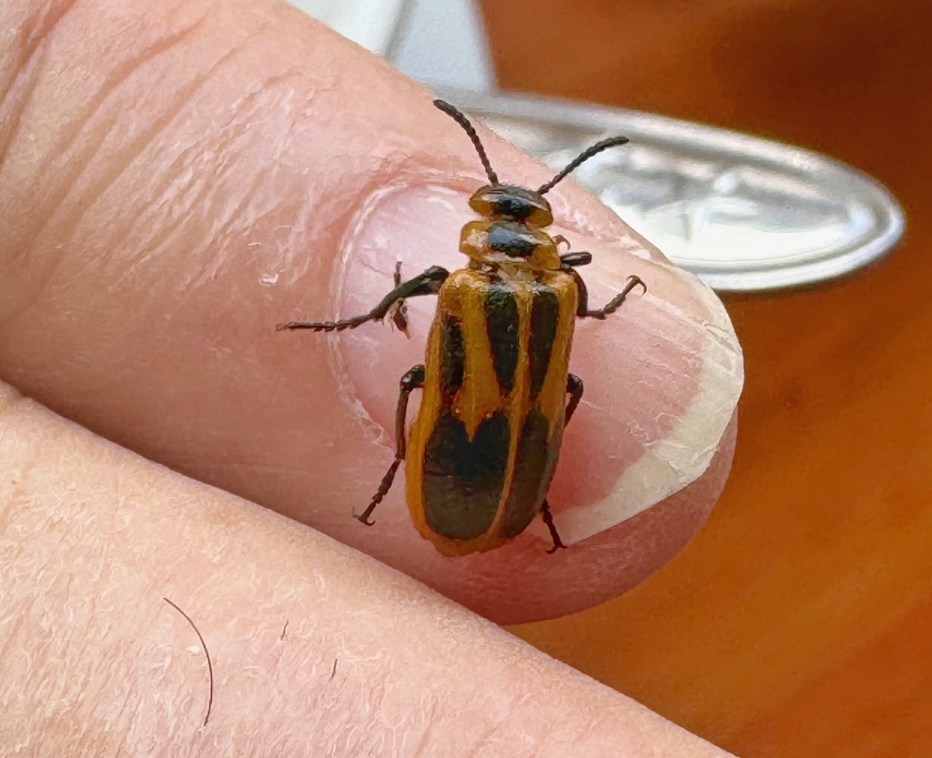Tetraonyx peruviana