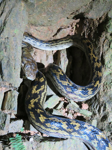 Australian Scrub Python sighting
