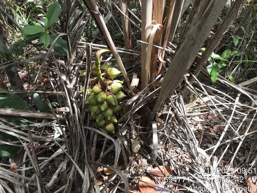 Bahia piassaba palm (Attalea funifera)
