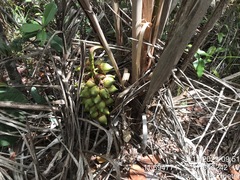 Attalea funifera