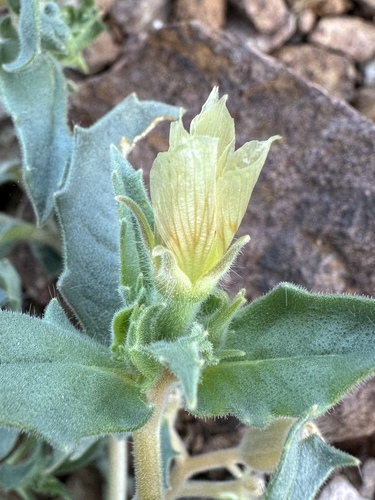 Image of Mentzelia tridentata by (c) Matt Berger, some rights reserved (CC BY)